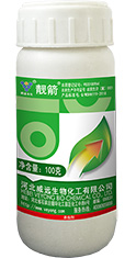 靓箭